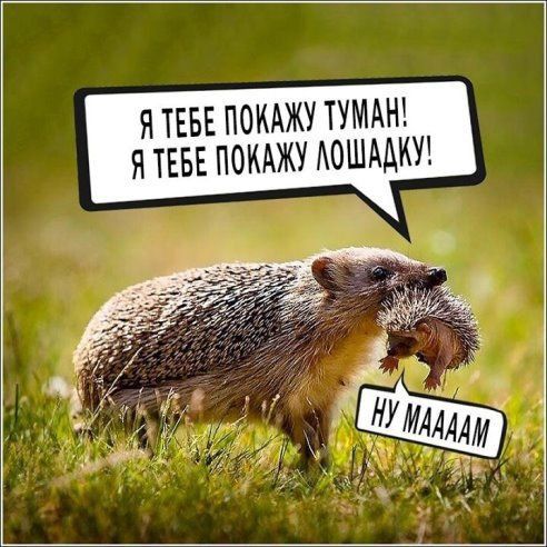 Я ТЕБЕ ПОКАЖ ТУМАН Я ТЕБЕ ПОКАЖ АОШААКУ