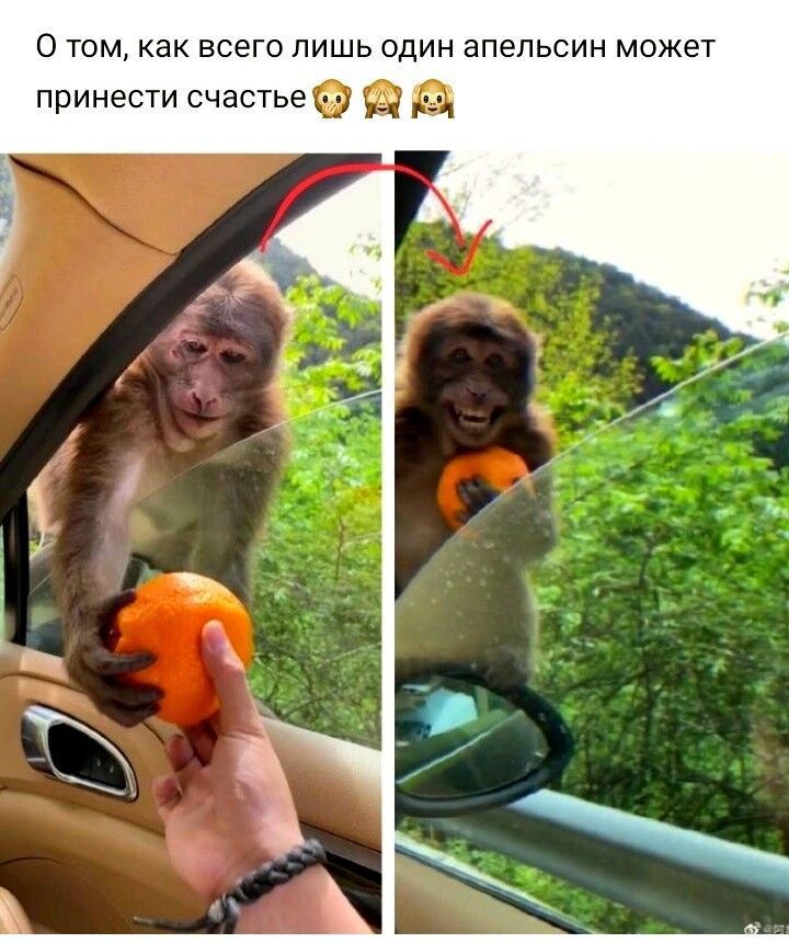 О том как всего лишь один апельсин может принести счастьеф