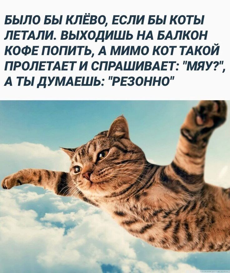БЫЛО БЫ КЛЁВО ЕСЛИ БЫ КОТЫ ЛЕТАЛИ ВЫХОДИШЬ НА БАЛКОН КОФЕ ПОПИТЬ А МИМО КОТ ТАКОЙ ПРОЛЕ ТАЕ Т И СПРАШИВАЕ Т МЯУ А ТЫ Д УМАЕШЬ РЕЗОННО