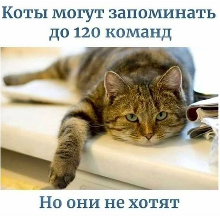 Коты могут запоминать до 120 команд Но они не хотят