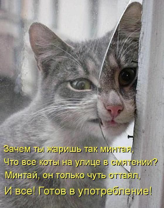 чьтакг тйчё се Готов в утотебппіше Ив