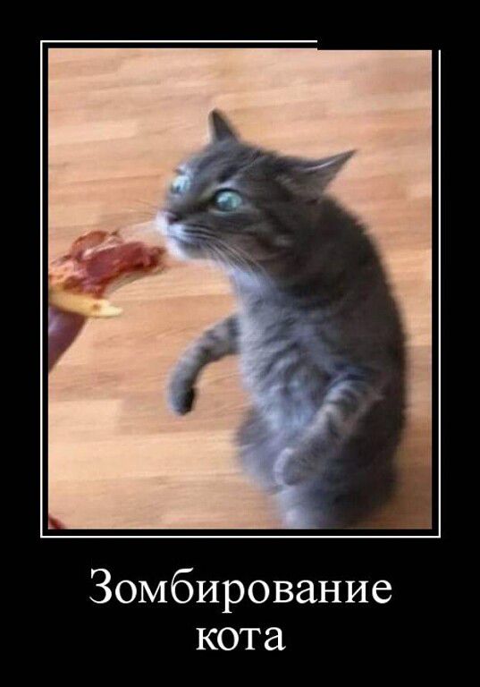 Зомбирование кота