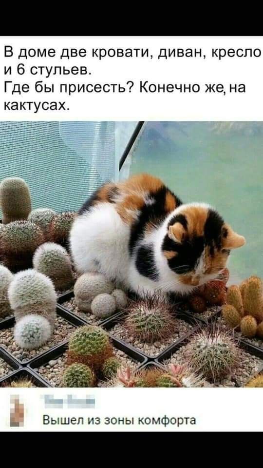В доме две кровати диван кресло и 6 стульев Где бы присесть Конечно же на кактусах Вышел из зоны комфорта