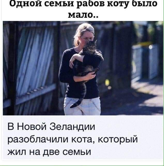 днои семьи ра ОВ коту мало В Новой Зеландии разоблачили кота который жил на две семьи