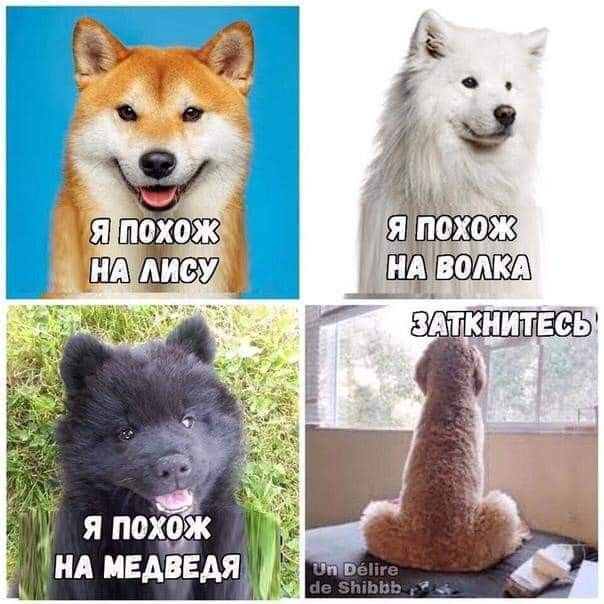 япоцеь ил медведя
