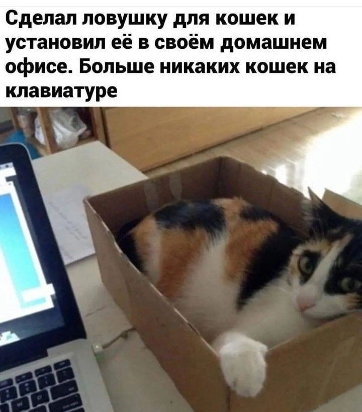 Сделал ловушку для кошек и установил её в своём домашнем офисе Больше никаких кошек на клавиатуре