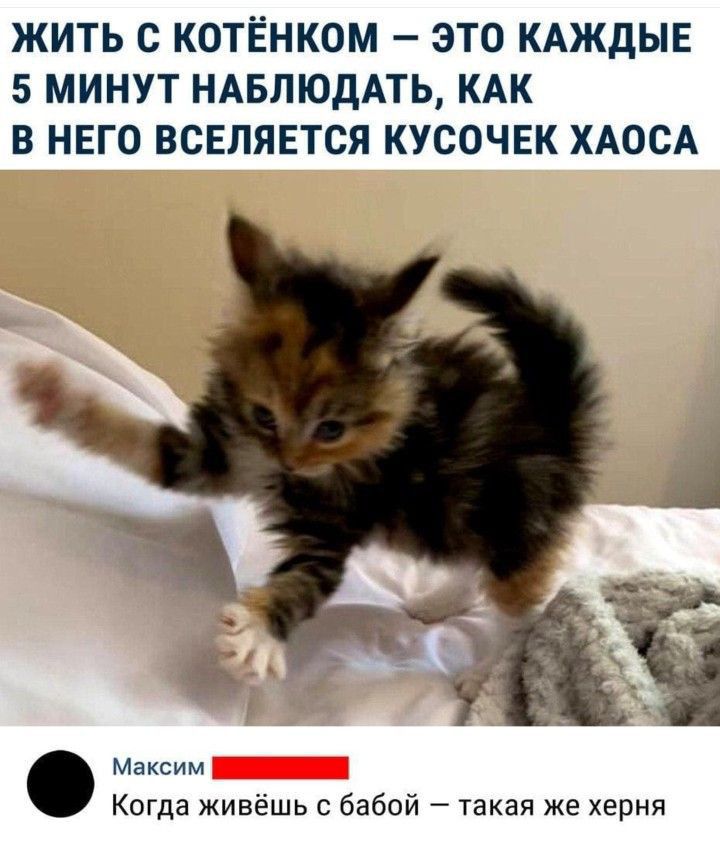 ЖИТЬ С КОТЁНКОМ ЭТО КАЖДЫЕ 5 МИНУТ НАБЛЮДАТЬ КАК В НЕГО ВСЕЛЯЕТСЯ КУСОЧЕК ХАОСА Максим Когда живёшь с бабой такая же херня