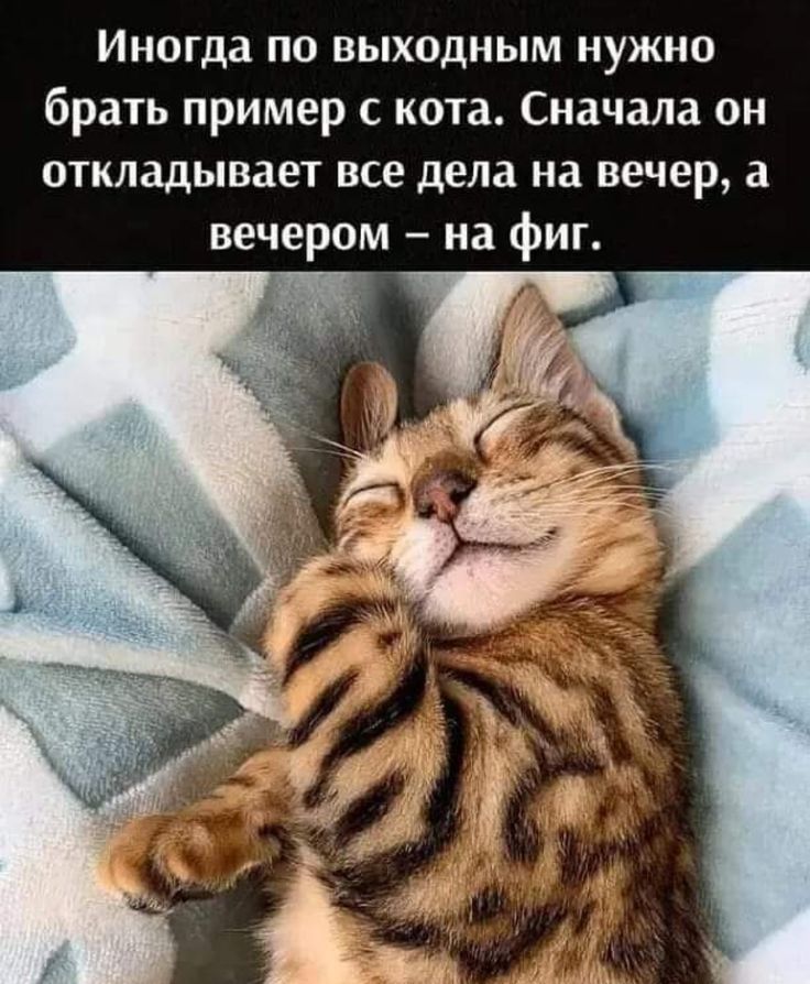 Иногда по выходным нужно брань пример с кота Сначала он откладывает все дела на вечер а вечером на фиг