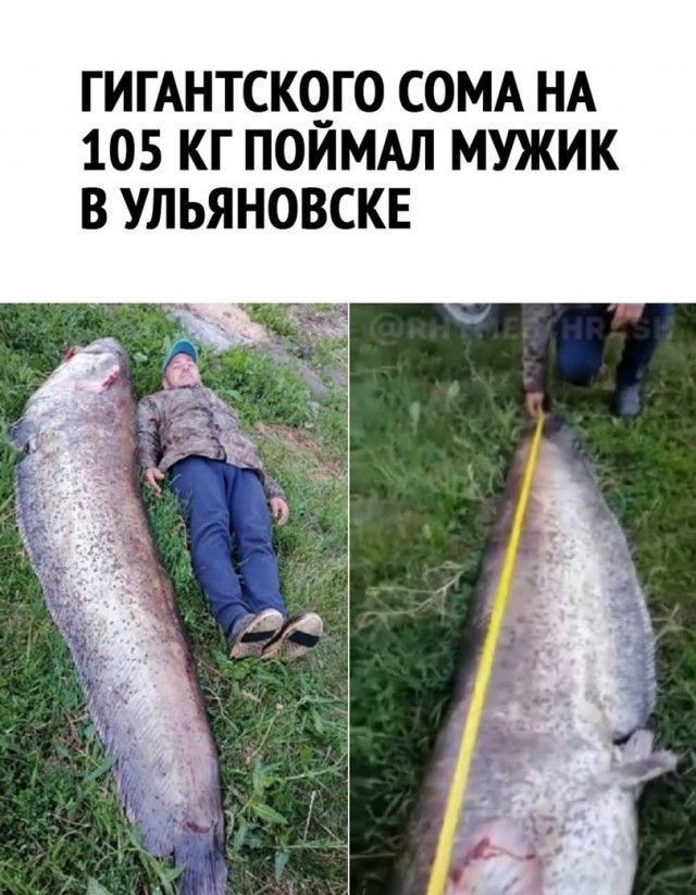 ГИГАНТСКЧГО СОМА НА 105 КГ ПОИМАЛ МУЖИК В УЛЬЯНОВСКЕ