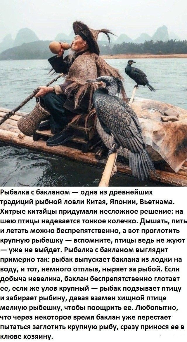 Рыбалка бакланом одна из древнейших трвдиций рыбной ловли Китая Японии Вьетнама Хитрые ннтайцы придумали несложное решение на шею птицы надевается тонкое олечно дышать пить и летать можно беспрепятственно а вот проглотить крупную рыбешку вспомните птицы ведь не жуют уже не выйдет Рыбалка бякланам выглядит примерно так рыбан выпускает баклана ив лодки на воду и тот немното отплыо нырвет за рыбой Ес