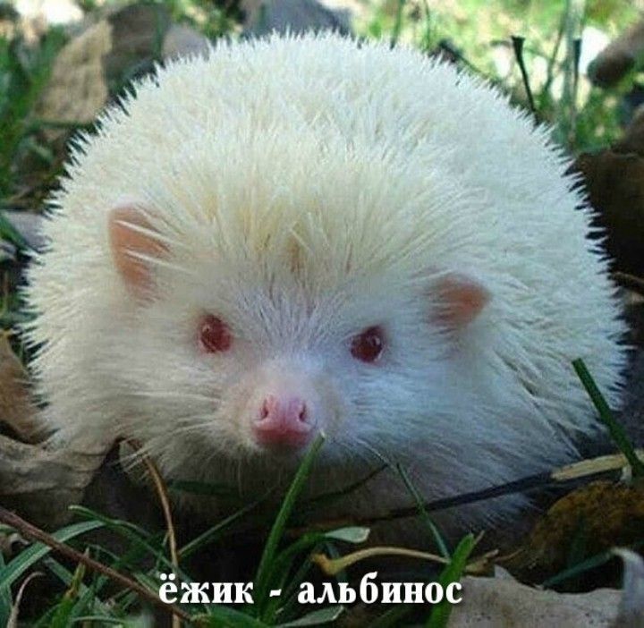 ёжик МЬБШЮС
