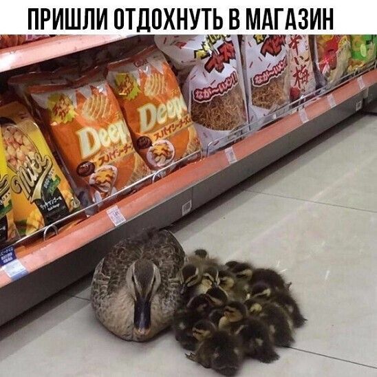 вПРИШЛИ ОТДОХНУТЬ В МАГАЗИН