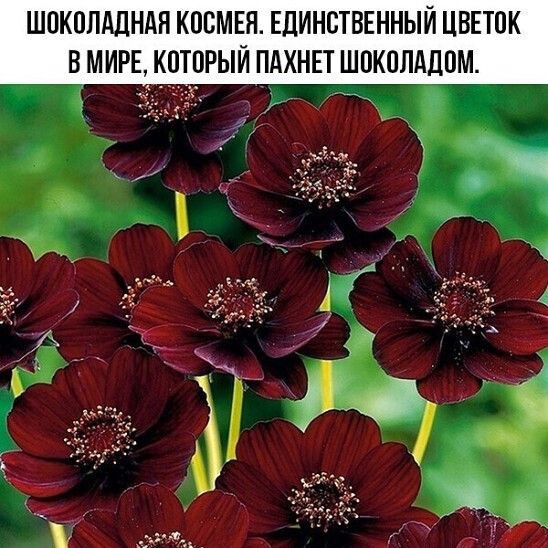 ШОКОЛАДНАЯ КПСМЕН ЕДИНСТВЕННЫЙ ЦВЕЮК В МИРЕ КПТПРЫЙ ПАХНЕТ ШПКПЛАДПМ