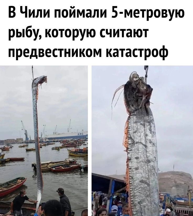 В Чили поймали 5метровую рыбу которую считают предвестником катастроф