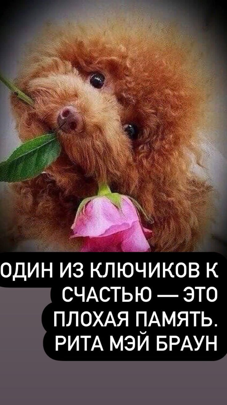 ОДИН ИЗ КЛЮЧИКОВ К СЧАСТЬЮ ЭТО ПЛОХАЯ ПАМЯТЬ РИТА МЭИ БРАУН