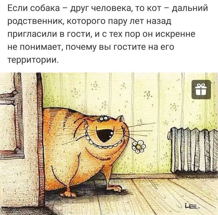 Если собака _ друг человека то кот дальний родственник КОТОрОГО пару ЛЕТ назад ПРИГЛЗСИПИ Е ГОСТИ И С ТЕХ ПОр ОН Искренне не понимает почему вы гостите на его территории
