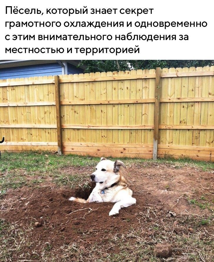 Пёсепь который знает секрет грамотного охлаждения и одновременно с этим внимательного наблюдения за местностью и территорией
