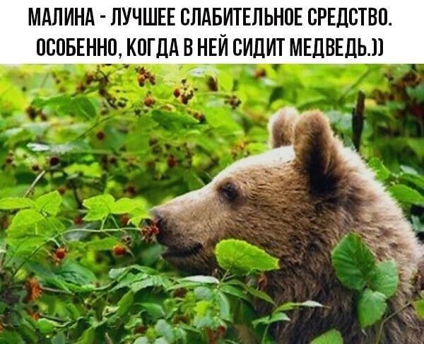 МАЛИНА ЛУЧШЕЕ БЛАБИТЕПЬНОЕ СРЕДСТВО ОСОБЕННО КОГЛА В НЕЙ СИДИТ МЕДВЕДЬ 1 г