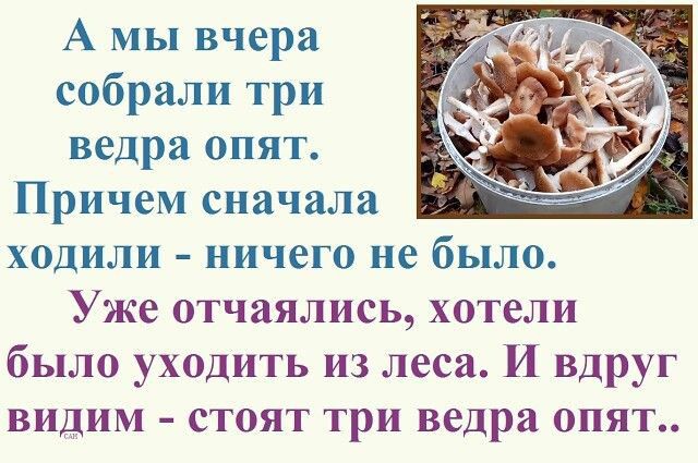 А мы вчера собрали три ведра опят Причем сначала ходили нищего не было Уже отчаялисы хотели было уходить из леса И вдруг видим стоят три ведра опят