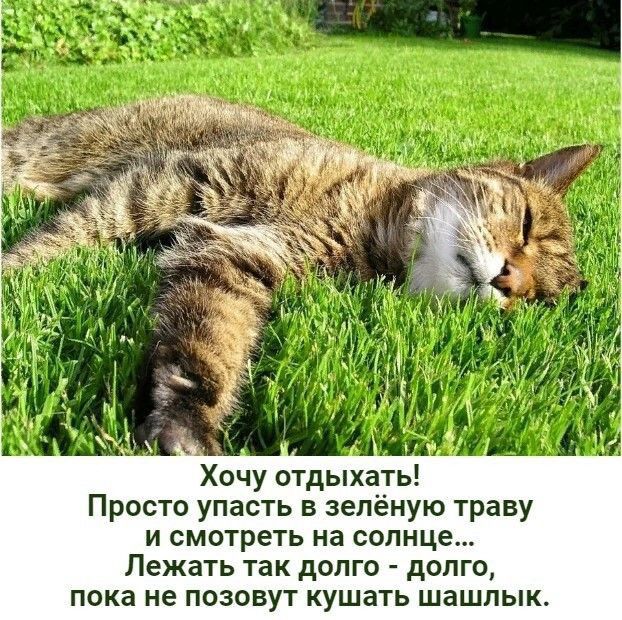 Хочу отдыхать Просто упасть на зелёную траву и смотреть на солнце Лежать так долго долго пока не позовут кушать шашлык