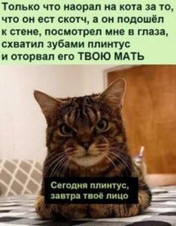 Только что насрал на кота за то что он ест скотч а он подошёл к стене посмотрел мне в глаза схватил зубами плинтус и оторвал его ТВОЮ МАТЬ Сг гпдня плинтус 31811 ГНО ПНЦО