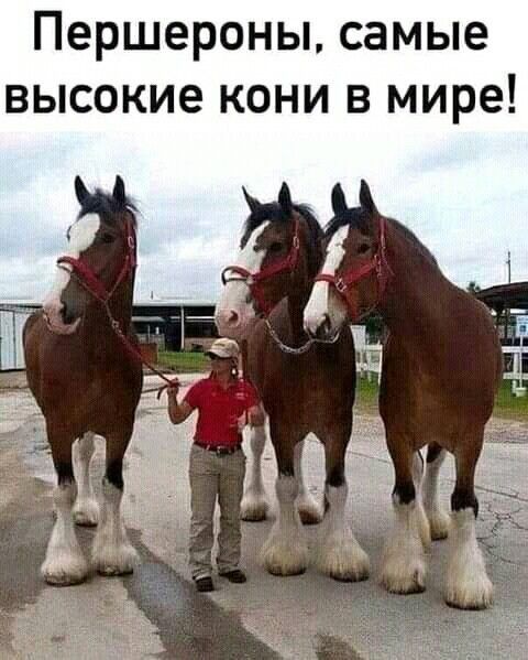 Першероны самые высокие кони в мире