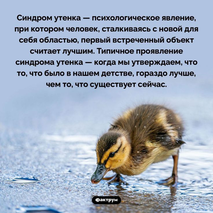 Синдром утенка психологическое явление при котором человек сталкиваясь с новой для себя областью первый нареченный ваши считает лучшим Типичное проявление синдрома утенка когда мы утверждаем что то что было в нашем детстве гораздо лучше чем то что существует сейчас