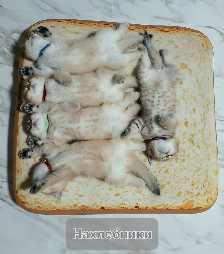 ебникИ