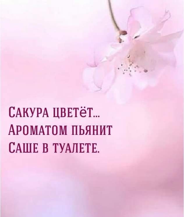 САКУРА ЦВЕТёТ АРОМАТОМ ПЬЯНИТ САШЕ В ТУАЛЕТЕ