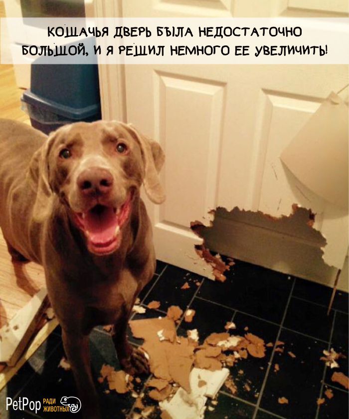 КОШАЧЬЯ дБЕРЬ БЫЛА НЕДОСТАТОЧНО БОЛЬШОЙ И Я РЕЩИЛ НЕМНОГО ЕЕ УВЕЛИЧИТЬ