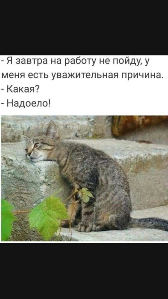 _ Я завтра на работу не пойду у меня есть уважительная причина Какая Надоело