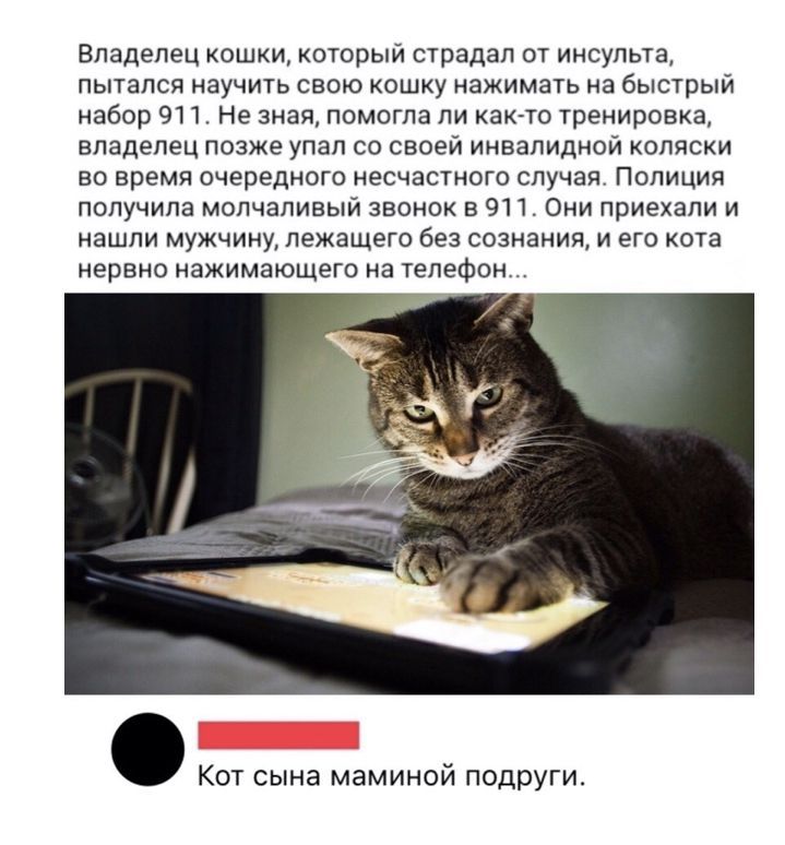 Владелец кэш который придал от инсульта пытался научиь СВОЮ кошку нажима на быстрый набор 91 1 Не зная помогла пи както тренировка владелец позже упап со своей инвалидиви капяски во время ичередиого несчатного случая Полиция попучипа молчаливый звонок 5 эп о приехали и нашли мужчинм лежащего без сознания и его кота нервно иажимпющего п ТепеФпи Кот сына маминой подруги