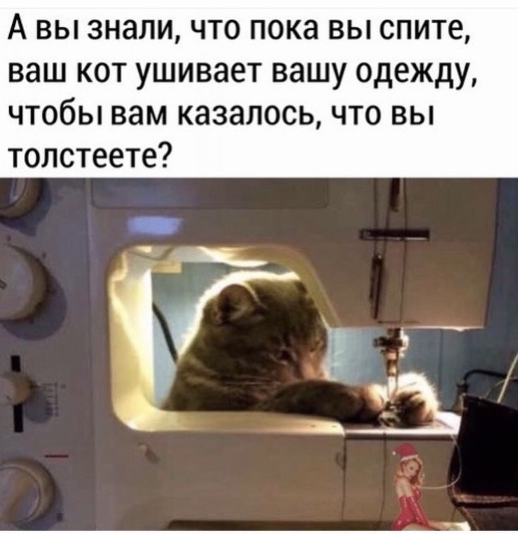 А вы знали что пока вы спите ваш кот ушивает вашу одежду чтобы вам казалось что вы толстеете