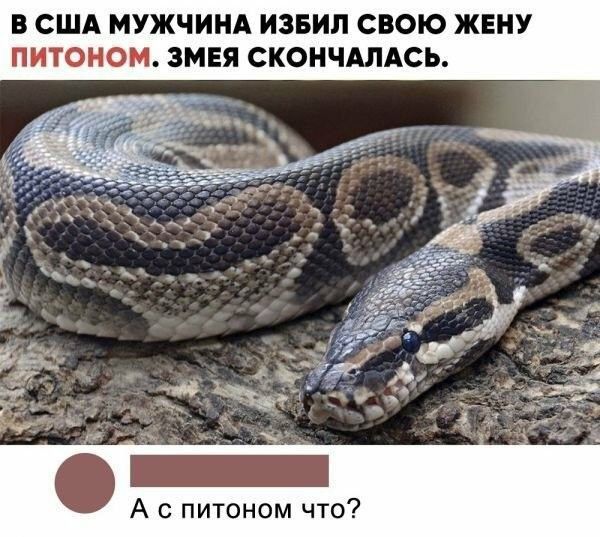 В США МУЖЧИНА ИЗБИП свою ЖЕНУ ПИТОМОМ ЗМЕЯ СКОНЧАЛАСЬ А питоном что