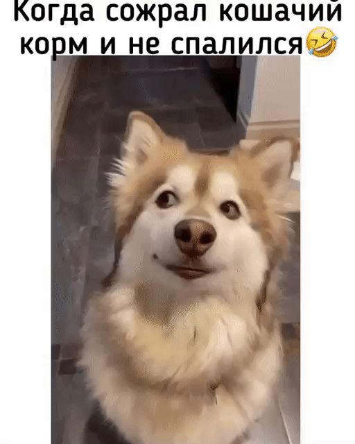 огда сожрал кошачии ко м и не спалилсяе