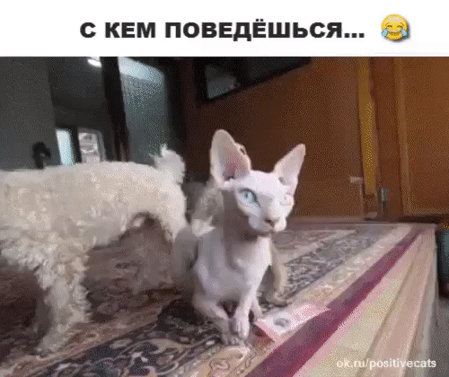 С КЕМ ПОВЕДЁШЬСЯ