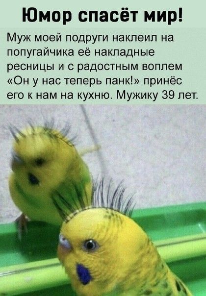 Юмор спасёт мир Муж моей подруги наклеип на попугайчика её накладные ресницы и с радостным воплем Он у нас теперь панк принёс его к нам на кухню Мужику 39 лет