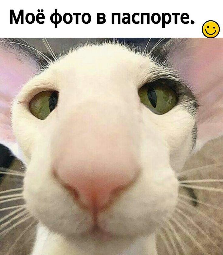 Моё фото в паспорте
