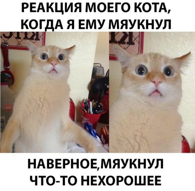 РЕАКЦИЯ МОЕГО КОТА КОГ А Я ЕМУ МЯУКНУЛ НАВЕРНОЕМЯУКНУЛ ЧТО ТО НЕХОРОШЕЕ