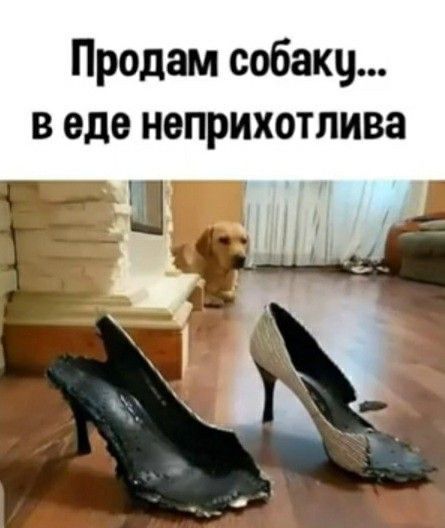 Продам собакч в еде неприхотлива