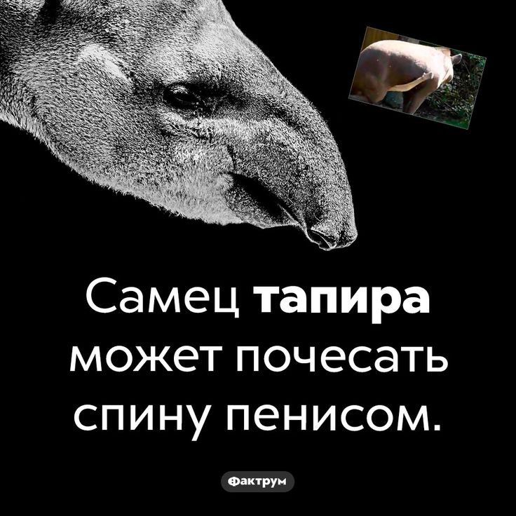 Самец тапира может почесать спину пенисом