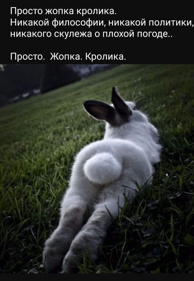Просто жопка кролика Никакой философии никакой политики никакого скупежа с плохой погоде Просто Жопка Кролика