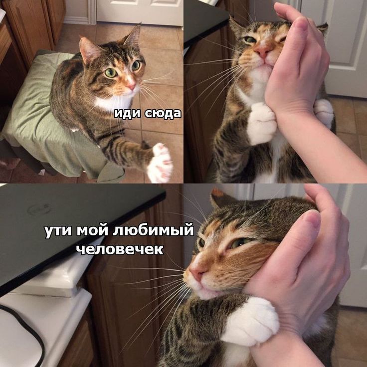 ути мой любимый чейовечек