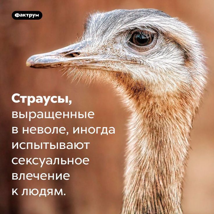 о Страусы выращенные в неволе иногда испытывают сексуальное впечен ие к людям