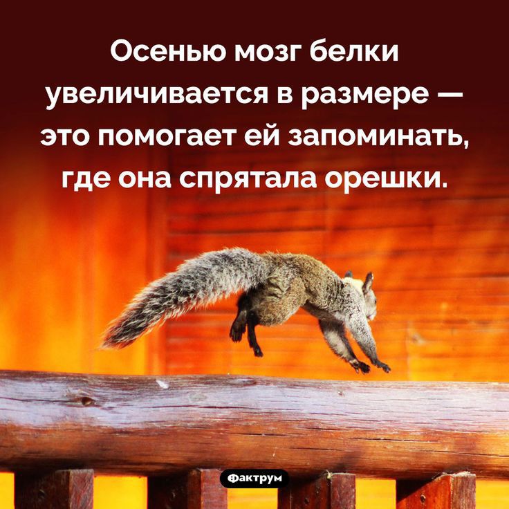 Осенью мозг белки увеличивается в размере это помогает ей запоминать где она спрятала орешки