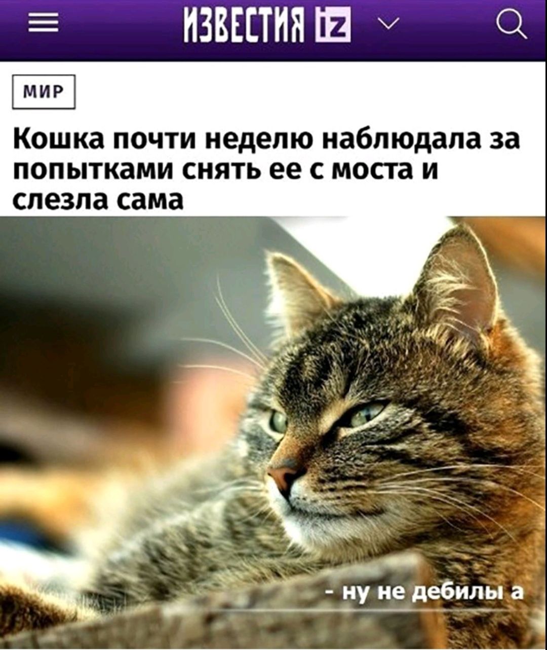 б Кошка почти неделю наблюдала за попытками снять ее с моста и СПЕЗПЗ сама еб ___ЁУЁЁД илыа
