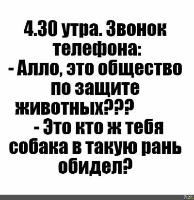 430 шва Звонок телефона Аппо это общество по защите животных Это то и тебя собака в такую пань обидел