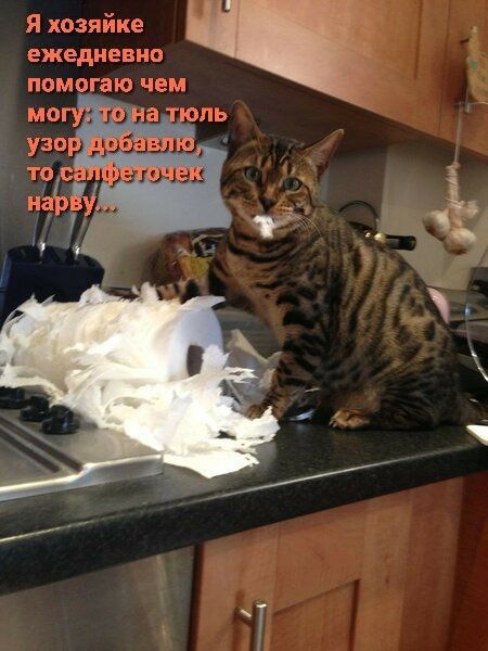 Я хозяйке ежедневно