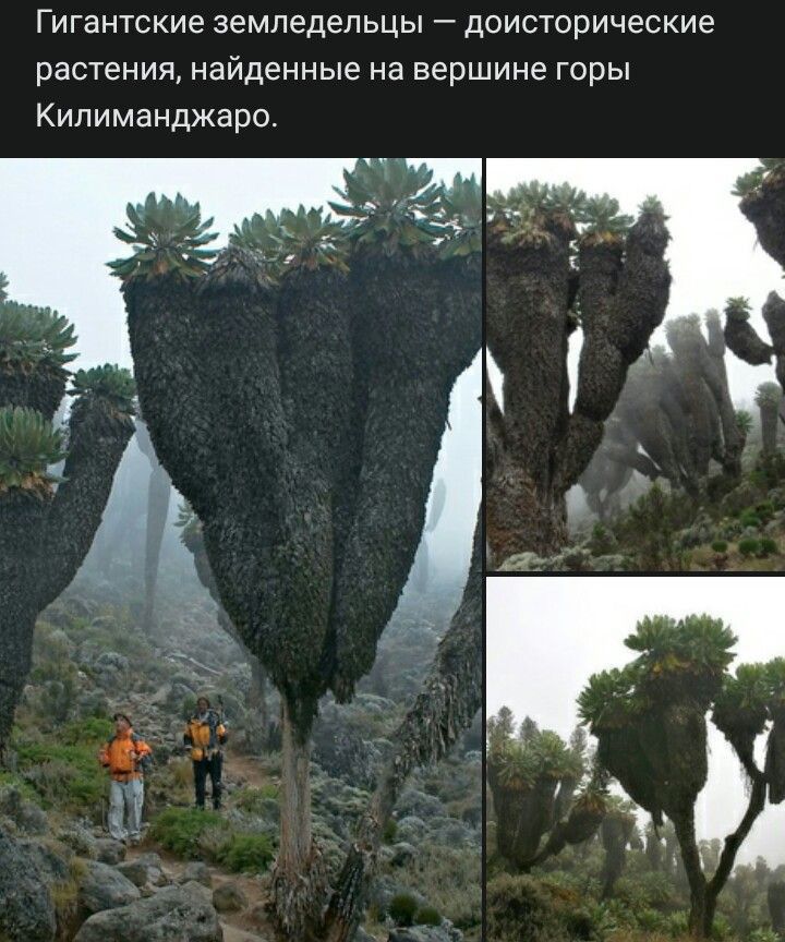 ГИГЕНТСКИЭ ЗЕМПЕДЕПЬЦЫ _ дОИСТООИЧЕСКИЕ растения найденные на вершине горы Килиманджаро