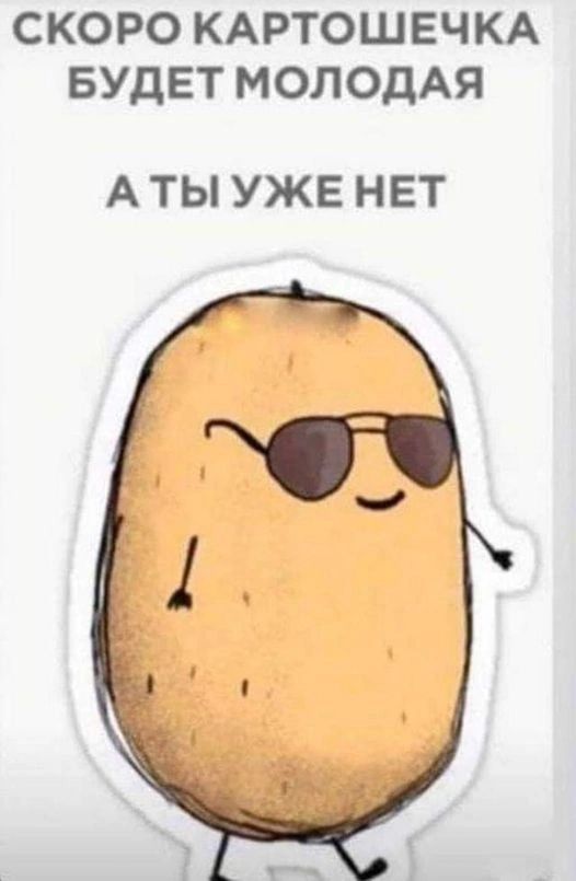 СКОРО КАРТОШЕЧКА БУДЕТ МОЛОДАЯ А ТЫ УЖЕ НЕТ